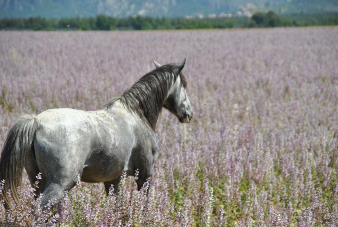La Rabasse de Gallinette Aups Esterno foto
