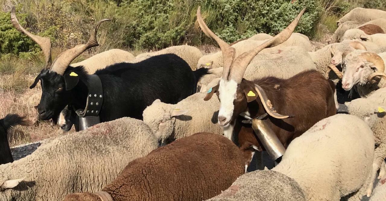 La Rabasse de Gallinette Aups Esterno foto